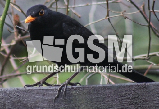 Amsel-2.jpg